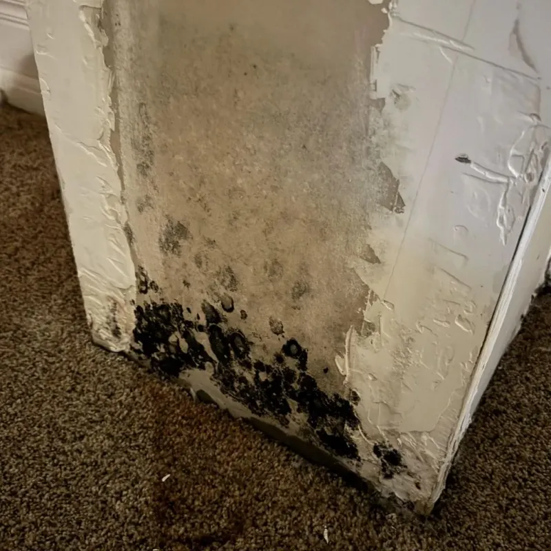 Professional Mold Removal in Wickenburg, AZ